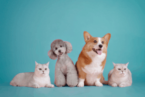 How Cloud-Based Software is Revolutionizing Veterinary Clinics
